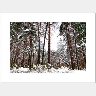 Scene at the Striginsky Bor Forest Park in Nizhny Novgorod with pine trees, curved tree, bushes Posters and Art